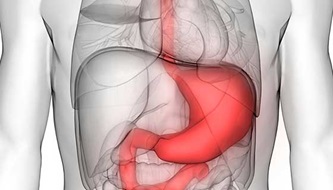 An illustration of the stomach.
